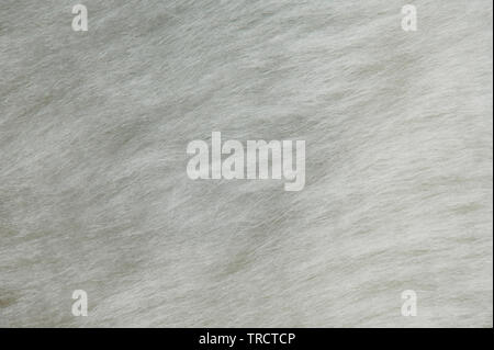 Doux gris texture background close up. Motif de la fourrure de chat Banque D'Images