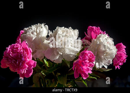 Un bouquet de pivoines blanches et rouges dans un vase transparent sur fond sombre Banque D'Images