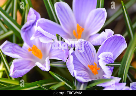 Fleurs de Printemps - un groupe spécifique de blooming crocus violet en close-up Banque D'Images