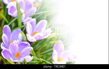 Printemps Pâques ou immersive pour bannière publicitaire - crocus violet sur fond blanc avec l'exemplaire de l'espace. Banque D'Images