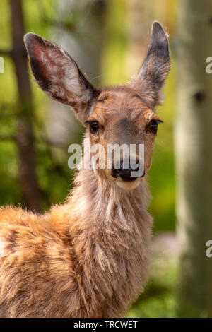 Portrait d'une belle mule deer doe Banque D'Images