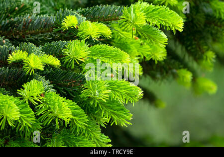 Détail de forêt de pins, Hongrie Banque D'Images