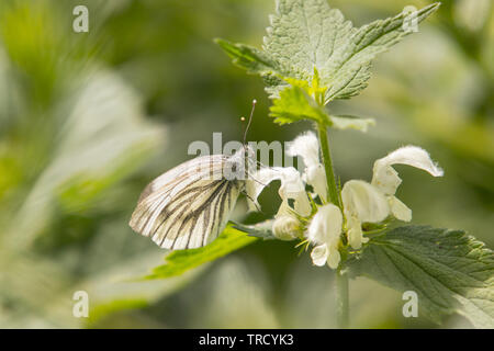 Bois Blanc, Papillon anglais, de la faune, par le fleuve sur une fleur d'ortie Banque D'Images