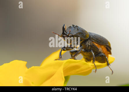 Du scarabée rhinocéros sur une fleur jaune, la faune, la réserve au printemps Banque D'Images