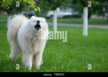 Jeune homme blanc samoyède se dresse sur l'herbe verte. Banque D'Images