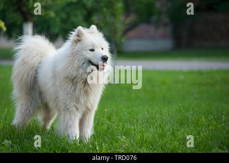 Jeune homme blanc samoyède se dresse sur l'herbe verte. Banque D'Images