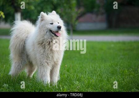 Jeune homme blanc samoyède se dresse sur l'herbe verte. Banque D'Images