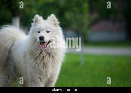 Jeune homme blanc samoyède se dresse sur l'herbe verte. Banque D'Images