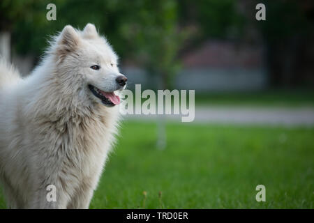 Jeune homme blanc samoyède se dresse sur l'herbe verte. Banque D'Images