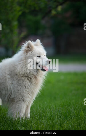 Jeune homme blanc samoyède se dresse sur l'herbe verte. Banque D'Images