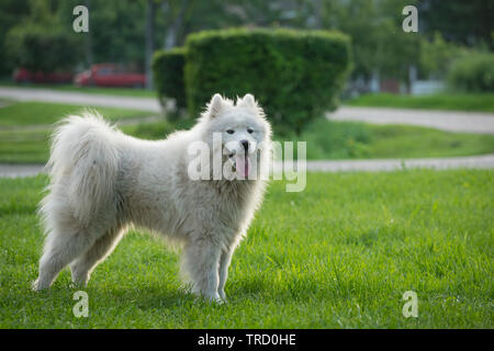 Jeune homme blanc samoyède se dresse sur l'herbe verte. Banque D'Images