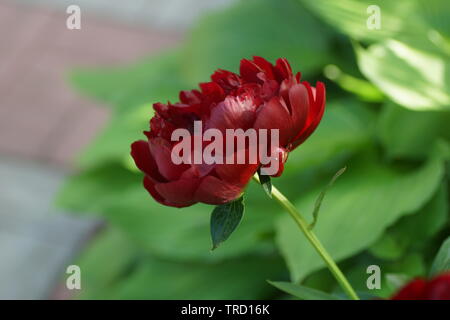 Paeonia Buckeye Belle. Fleur de pivoine rouge. Paeonia lactiflora pivoine chinoise (ou même jardin pivoine). Banque D'Images