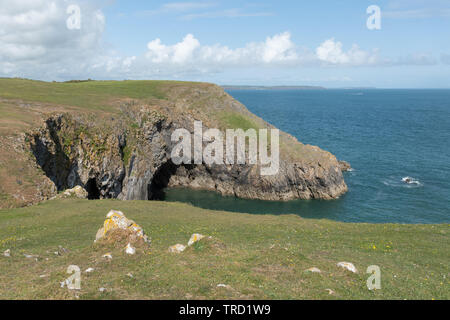 Près de la côte du Pembrokeshire, Stackpole Quay au Pays de Galles, avec un paysage côtier falaise et grottes. Banque D'Images