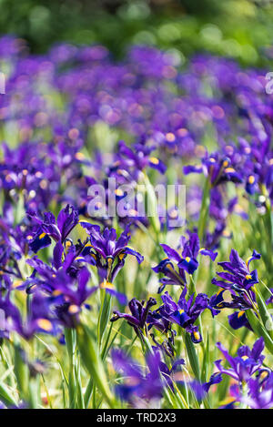 Un lit de la fleur Dutch Iris hollandica Sensation pourpre fleurs dans un jardin. Banque D'Images