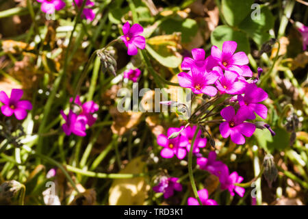 Pink-Sorrel (oxalis articuler) croissant dans un jardin dans le comté de Kent. UK. Banque D'Images