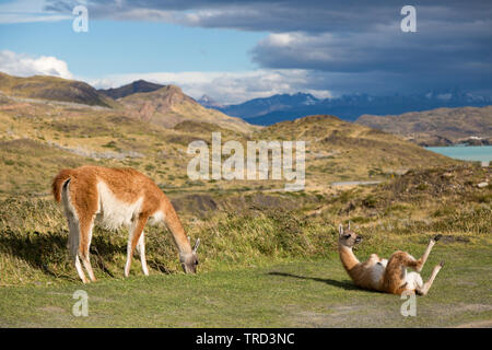 Cobourg sur l'herbe dans le parc national Torres del Paine, Patagonie, Chili Banque D'Images