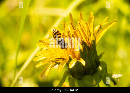 Hoverfly sur un pissenlit dans un champ d'herbe. Banque D'Images