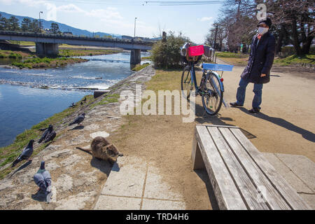 03/26/2015 Kyoto, Japon vieille femme qui apportent des aliments pour animaux et d'oiseaux Banque D'Images