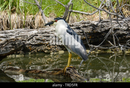 Bihoreau gris perché sur journal partiellement submergé au bord du lac Banque D'Images