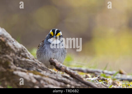 Bruant à gorge blanche mâles (Zonotrichia albicollis) au printemps Banque D'Images