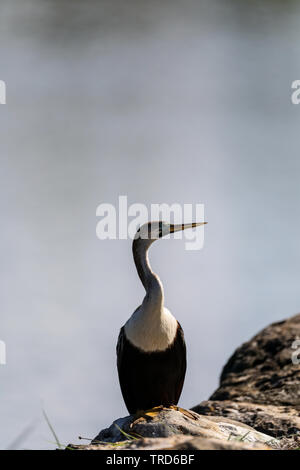 Anhinga anhinga femelle oiseau avec une bague de l'oeil bleu pendant la saison de reproduction de perchoirs par un étang à Naples, en Floride, au printemps. Banque D'Images