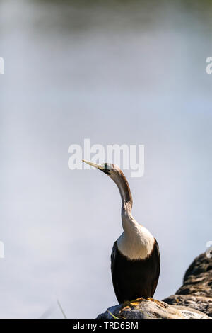 Anhinga anhinga femelle oiseau avec une bague de l'oeil bleu pendant la saison de reproduction de perchoirs par un étang à Naples, en Floride, au printemps. Banque D'Images