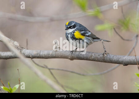 Homme la paruline à croupion jaune (Setophaga coronata) au printemps Banque D'Images