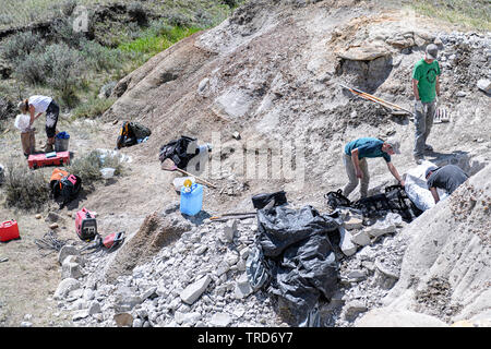 Fémur fossilisé d'un dinosaure à bec de canard hadrosaures (), est en cours d'excavation à l'Hoodoos près de Drumheller, Alberta, Canada Banque D'Images