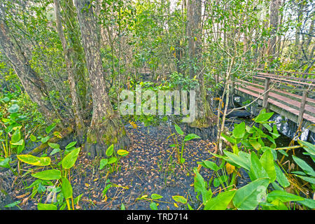 Tire-bouchon à Boardwalk Swamp en Floride Banque D'Images