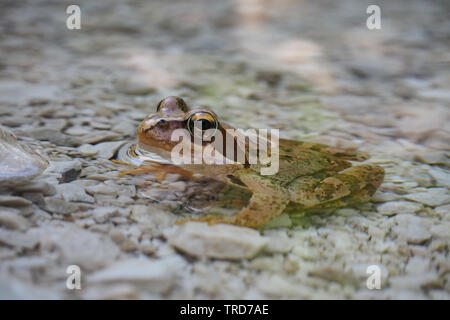 Jeune petite grenouille agile (Rana dalmatina) aux grands yeux assis dans l'eau cristalline Banque D'Images