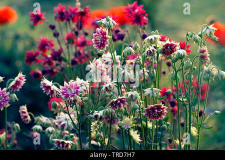 Délicate ancolie (Aquilegia vulgaris) dans jardin Banque D'Images