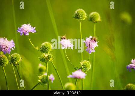 Abeille pollinisant fleur avec deuxième bee dans l'arrière-plan Banque D'Images