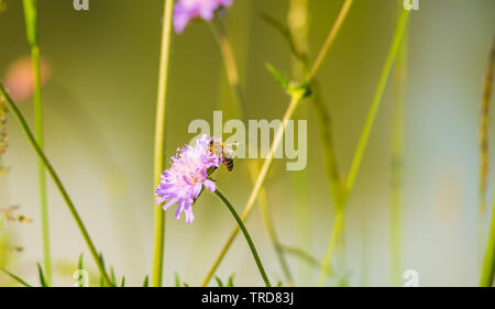 Une abeille monte sur une fleur à butiner. Banque D'Images