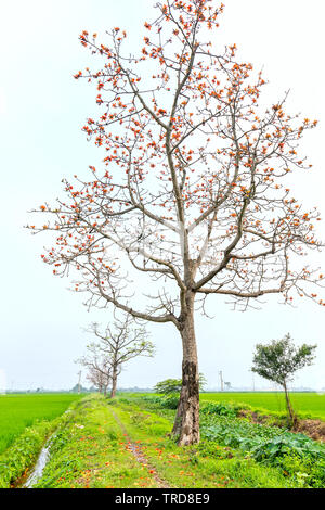 La belle de Bombax Ceiba arbre fleurit en printemps. Cette fleur fonctionne comme un médicament pour traiter l'inflammation, la désintoxication, antiseptique, la circulation du sang Banque D'Images