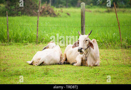 Vache couchée sur le champ de riz et d'oiseaux sur l'agriculture vache ferme sur campagne environnante Banque D'Images