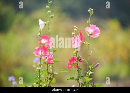 Rose Trémière rose fleurs colorées dans le jardin Banque D'Images