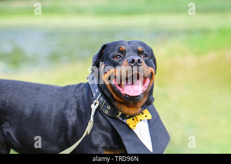 Funny dog Rottweiler avec un beau col chemise, souriant à l'été sur un fond vert. Sur le côté il y a une place pour l'inscription, copyspa Banque D'Images