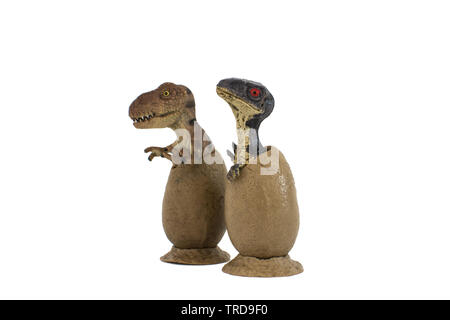 Velociraptor bébé et bébé tyrannosaurus rex en oeufs isolé sur fond blanc Banque D'Images