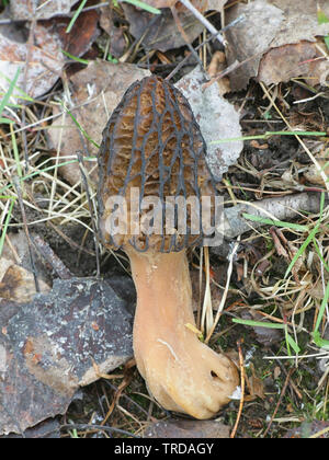 Morchella elata, un champignon comestible appelée black Morel, poussent à l'état sauvage en Finlande Banque D'Images