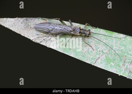 Cinerea, connu sous le nom de Nemoura printemps plécoptère plécoptères ou brun. Les pêcheurs à la mouche font souvent référence à ces petits insectes noirs d'hiver. Banque D'Images