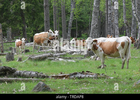 Le bétail en liberté dans une forêt en pâturage Finlande Banque D'Images