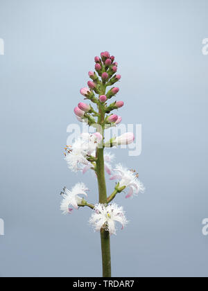 Menyanthes trifoliata, connu comme bogbean, Buckbean, Bog, Buck Bean Bean ou trèfle des marais, une fois l'usine d'aliments traditionnels et des plantes médicinales Banque D'Images