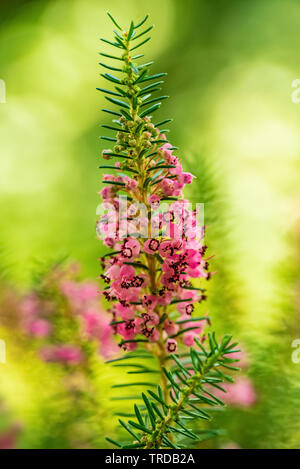 Purple Heather fleurs sur fond flou Banque D'Images