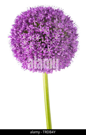 Fleur d'oignon géant isolé sur fond blanc Banque D'Images