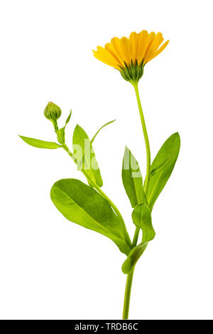 Marigold flower isolated on white Banque D'Images