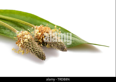 Plantain lancéole isolated on white Banque D'Images