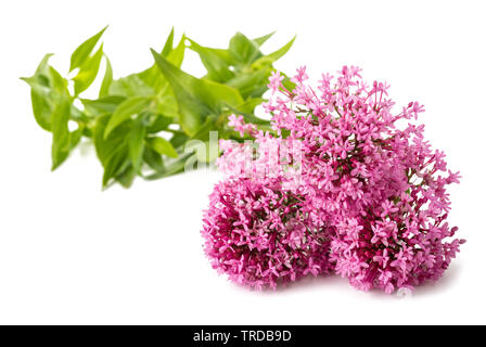 Fleurs de valériane rouge isolé sur fond blanc Banque D'Images