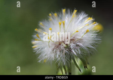 Close up image de la semence délicate tête de Senecio vulgaris aussi connu comme le séneçon vulgaire, ou vieux-man-in-the-printemps. Banque D'Images