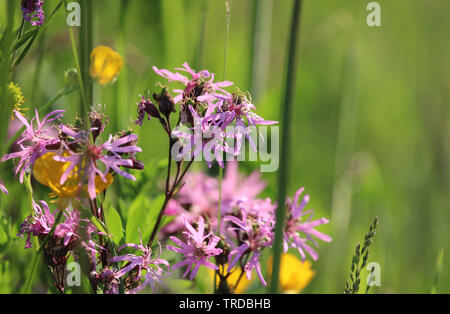 Close up of pink Ragged robin fleurs. Également connu sous le nom de Lychnis flos-cuculi, avec dans un contexte pré d'été naturel. Fleurs sauvages, rose Banque D'Images