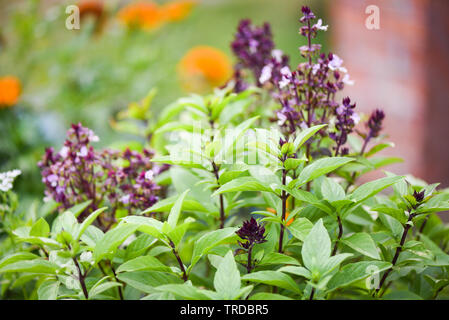 Plante de basilic frais arbre sur fond nature / feuille verte et basilic pourpre de légumes et d'herbes fleurs plante en Asie Thaïlande Banque D'Images